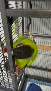 Nanday Conure 🦜❤️ | Carlos Martin