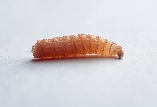 Do All Maggots Turn Into Flies? | Information and Facts - peSTopped