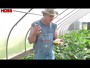 Some of the Best Summer Squash Varieties