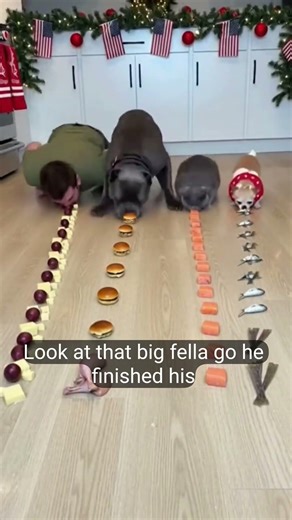 Human vs Dogs Food Race Challenge 😱 Who Finishes First?#funny Short