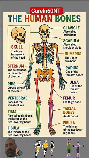 Human Bones Explained| Easy Learning Chart 🦴 #education #science #biology #shorts #humanbody #ytfeed