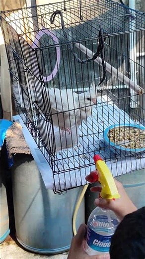 cockatiel bathing #minivlog #birds #shortvideo #cockatiel #parrot #viral #pets #fun
