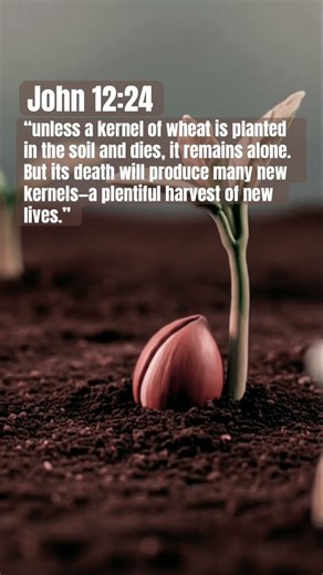 John 12:24 #bibleverse #biblestudy #seeds #jesuschrist #john12 #holybible #motivation #hope #god