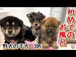 【子犬 保護犬】仔犬３匹 初めてのお風呂