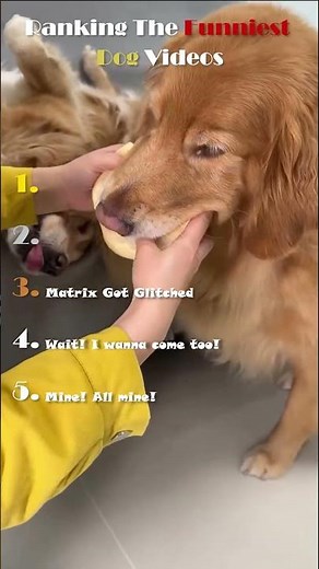 Top Funniest Dog Clips You’ll Love | Part2 😂🐶