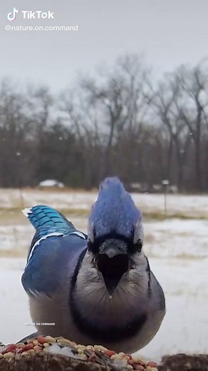 Mordecai the Blue Jay: Funny Bird Screaming Compilation