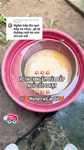 Hướng dẫn ngâm lúa bắp cho gà khỏe mạnh