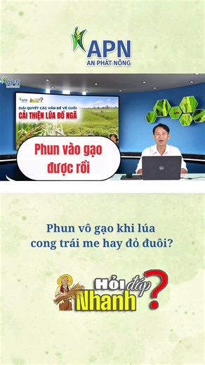 APN - When should you spray it on rice? #rice_farming_techniques