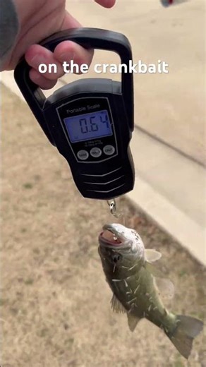 Lake Hamilton bass #fishing #bassfishing #fishingvideo #jesus #jesuslovesyou #fishinglife