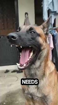 Have you notice that every dogs are giving respect to a belgian malinois ? 🐕🧠