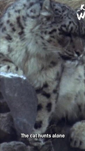 588K views · 6K reactions | Witness the incredible stealth of a snow leopard as it hunts Bharal in its solitary domain. The challenges of survival are on full display in this amazing footage. #SnowLeopard #Wildlife #Hunting #Nature #Survival | Real Wild | Facebook