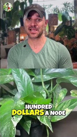 Epipremnum Pinnatum Albo: From $700 Node to $50 Cuttings! #shorts