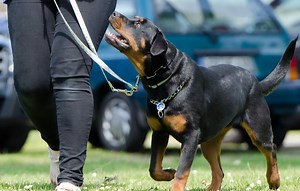 Best Dog Trainers in Kenya in 2026