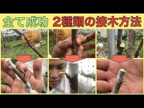 [Two grafting method] Grower teaches! The state of success is released! Precautions for hard wood
