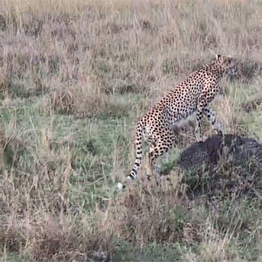 CHEETAH STRETCHES, STRUTS & POSES | Kenya, Masai Mara Safari