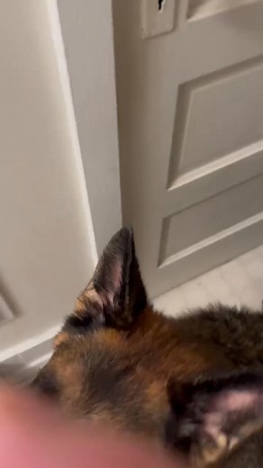 That post bath feeling 🛀 #gsd #germanshepherd #funny #bath | Londolozi Dame