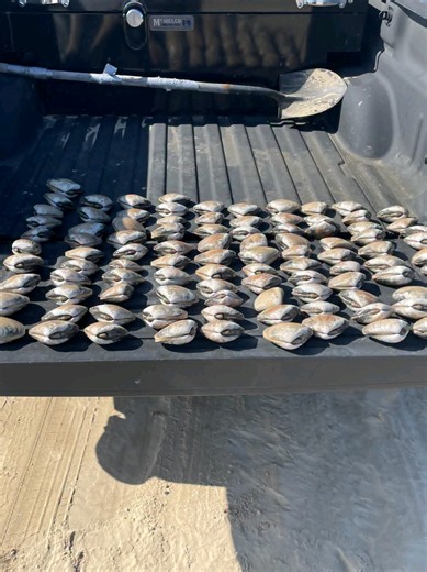 Pismo Beach: 100 Clams Seized After Fishing Violations