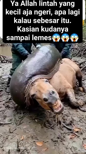 Lintah raksasa😰 #jangkauan #fypreels #reelsviral #trending | Sarniati