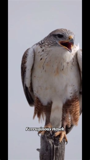 The Ferruginous Hawk🦅