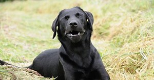 Reverse Sneezing In Dogs – What to do…