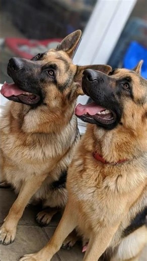 K9 Dog Loyalty Level = 1000 ❤️🐕‍🦺#shorts #K9Dogs #DogLove #PoliceDog #DogLovers