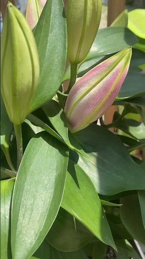 Lilium ‘After Eight’ Dwarf Oriental Lily Beginning Stages of Bloom #plant #lily #nature #blooming