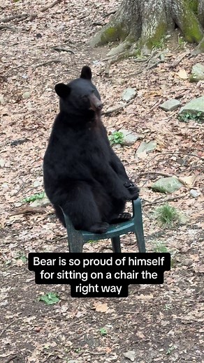 Bear Sitting on a Chair: Cute and Hilarious Animal Video
