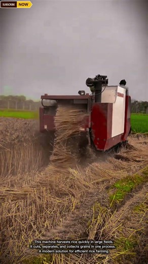 Advanced Rice Harvesting Machine for Efficient Crop Collection in Paddy Fields