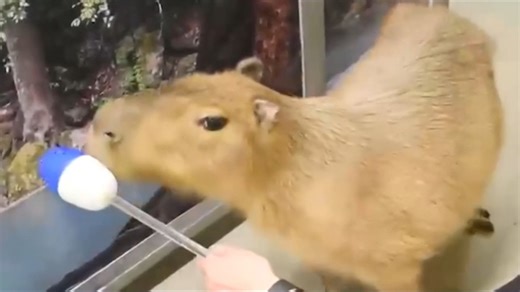 Trainers are working with the largest rodent at the Denver Zoo. | CBS 8 San Diego