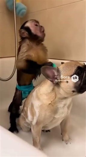 Monkey singing opera while giving Frenchie a bath… spa day chaos 😂🐶#FrenchBulldog #MonkeyBusiness