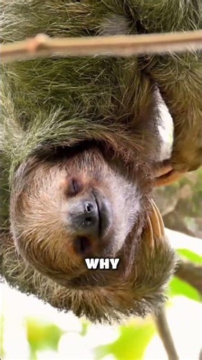 A sloth will keep hanging to a tree even when dead