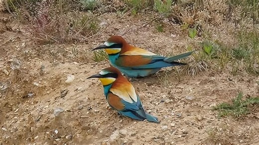 Watch: Bee-eaters filmed in Norfolk after historic return