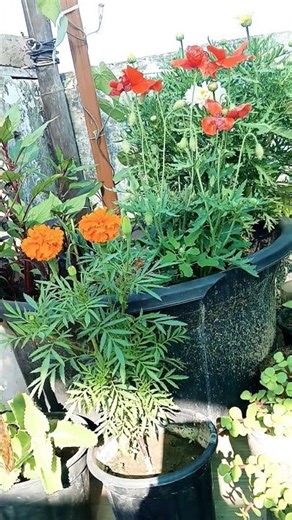 Very Beautiful Flower Garden Home🏡💚 | #shorts #gardening #plants #garden #motivation #video #yt