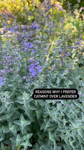 Chris Chung on Instagram: "Why I prefer growing CATMINT over LAVENDER. Yes, lavender smells and tastes amazing and provides a host of wonderful benefits but I prefer catmint (Nepeta) when designing a space that supports pollinators, especially bumblebees 🐝 Main reasons why I always recommend planting easy-care, colourful catmints (not to be confused with catnip) in sunny spots: 1. More, more, MORE. Catmint plants will generally have more flowers than lavender. Also, the silver foliage of catmin