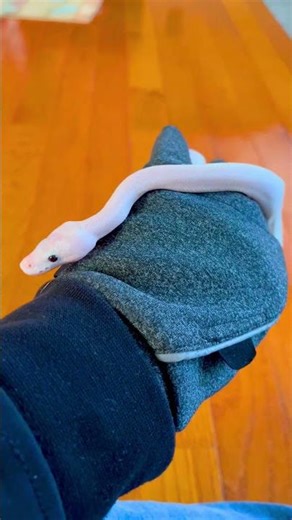 Ball Python Slithering #python #snake #animals #ballpython