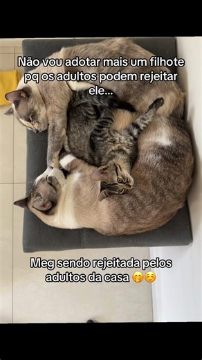 Meg sendo rejeitada pelo irmão adotados também🥹🫶🏻#catsoftiktok #cats #rotina #videodegatos #goodnight