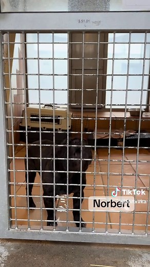 Kleine Hunde im Tierheim Berlin suchen ein Zuhause