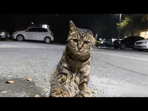 This Stray Cat Lost Both Front Legs and an Ear… Begging for Food, But Still Fighting to Live