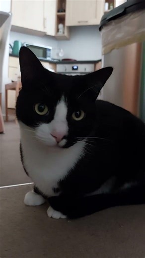 cute cat sniffs you through the screen #cat #cutecat #cute #cuteanimals