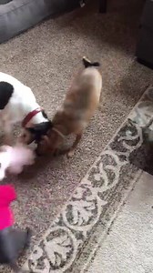 PUPPIES BE GOING CRAZY Today is a much better day all around! Splinter is feeling good and breathing better. Randin's swelling is down completely and he's beginning to be himself again. My mom is recovering from oral surgery and treating her infection. We also have HUGE Splinter fan and one of my best friends undergoing surgery today - Our thoughts are with you Marit! SO with all these healing we had to break up the day and do some much need puppy play time! You'll see two extra dogs in the mix,