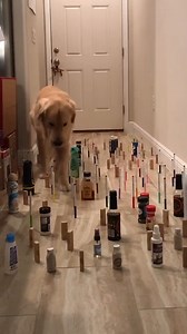 4.4M views · 19K reactions | Cat VS Dog: Obstacle Course Race | Animal Lovers | Facebook