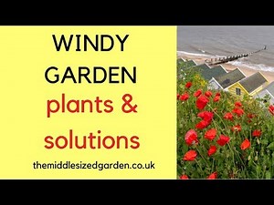 Windy garden plants and solutions