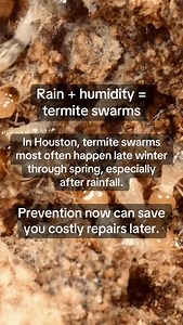 Termites can swarm in Houston as early as February — rain humidity triggers it. If you see winged insects near lights or windows, it could be swarmers. Professional inspection protects your home. #houston #termites #exterminator | ABC Home & Commercial Services - Houston
