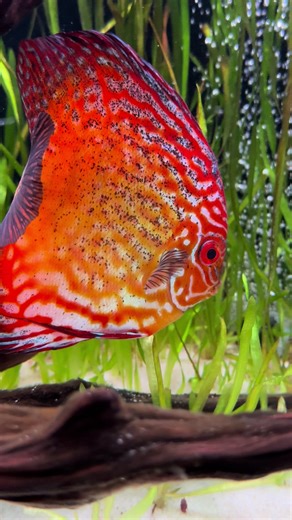 Dangerous Discus !!! 🎸🎼🎤 #discusfish #aquariumfishes #aquarium #freshwateraquarium #pezdisco #discus #acuarios #discusfishaquarium #acuario #fishtank #discustank #acuariodiscos #bluefish #redfish #yellowfish #pezamarillo #pezazul #pezrojo #fishtanks #pezdisco #80smusic #円盤投げの魚#δισκοψάρι #سمكة القرص #ikan bincang #七彩神仙魚 #disco #pezdiscos #teamwork #fishtanks