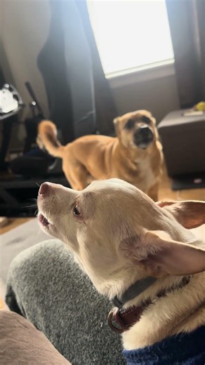 Fire engine and a fly car #dog #funnydogs #chihuahua #blackmouthcur #cutedog #howling #firetruck