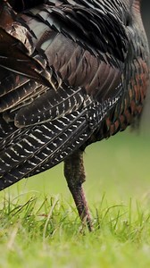 44K views · 864 reactions | A courtship display. “The visual...