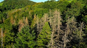 Some dry and dying trees in the middle of a green coniferous forest in climate change in Germany, tilting down video