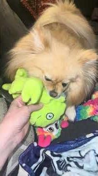 Rosey missed me so much this week, now it’s nonstop playtime 🐶💕