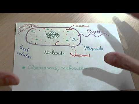 Celula procariota: estructura general
