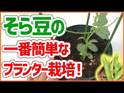 [Home gardening] Broad beans! The easiest way to grow them in a planter! You can plant them in De...
